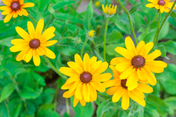 yellow daisy top