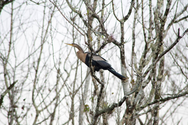 anhinga (snakebird) auf einem baum in everglades, florida - 7956 stock-fotos und bilder