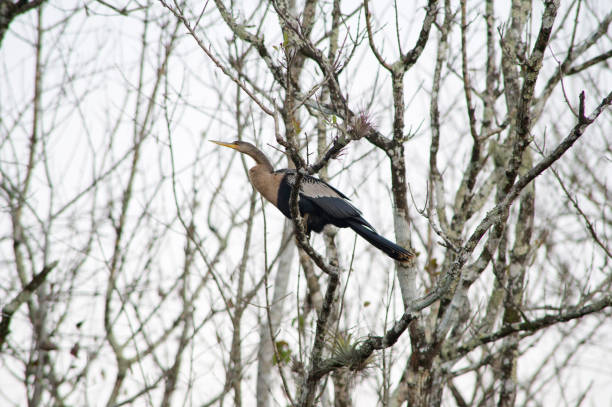 anhinga (snakebird) on a tree in everglades, florida - lone cypress tree imagens e fotografias de stock