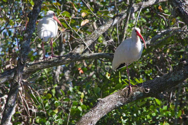 white ibis in big cypress swamp natural preserve in florida - lone cypress tree imagens e fotografias de stock