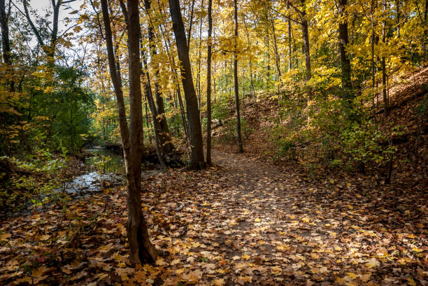 istock Autumn foliage in Ontario 1136185151