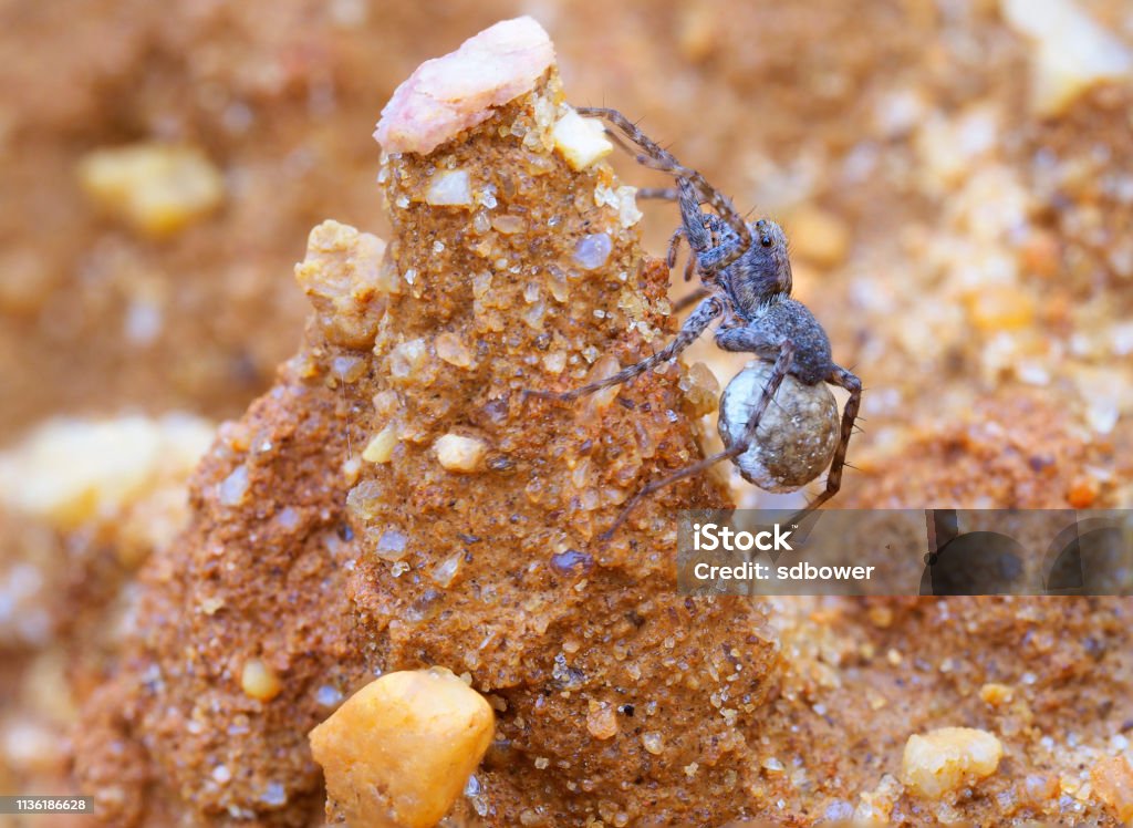 Enfoque de imagen macro apilada de una araña femenina con una bolsa de huevo - Foto de stock de Animal libre de derechos