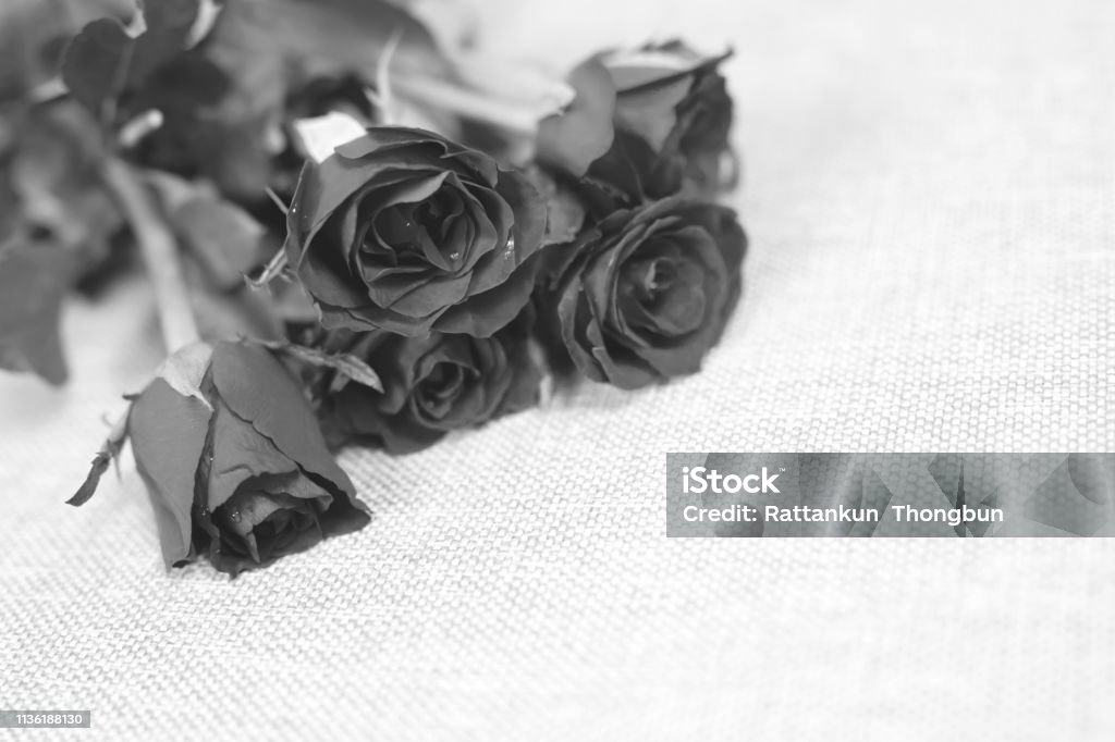 Rosas Negras Oscuras Flores De Fondo Natural Con Gotas De Agua Poner En El Sofá Imagen En Blanco Y Negro Foto de stock y más banco de imágenes de Abstracto - iStock Rosas Negras Oscuras Flores De Fondo Natural Con Gotas De Agua Poner En El Sofá Imagen En Blanco Y Negro Foto de stock y más banco de imágenes de Abstracto - iStock