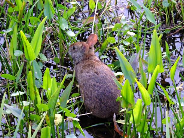 istock Marsh Rabbit  (Sylvilagus palustris) eating in the Florida wetlands 1136188132