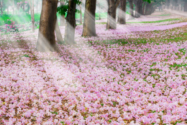 istock Romantic tunnel of pink flower. 1136189109