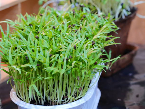 istock Healthy Raw Organic Microgreens 1136191087