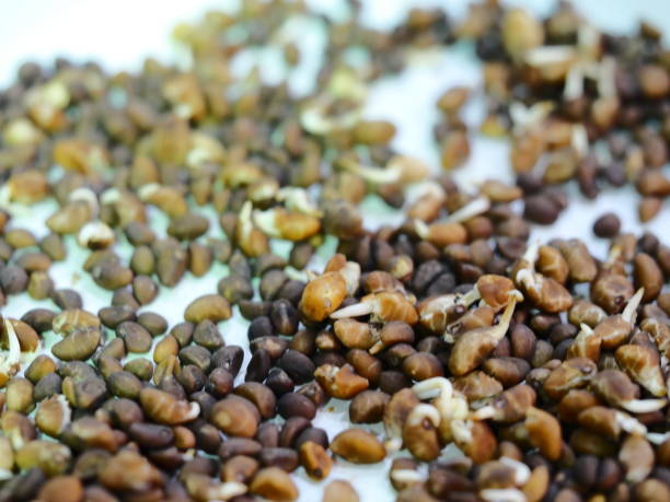 istock Seed sprout in organic farm 1136191122