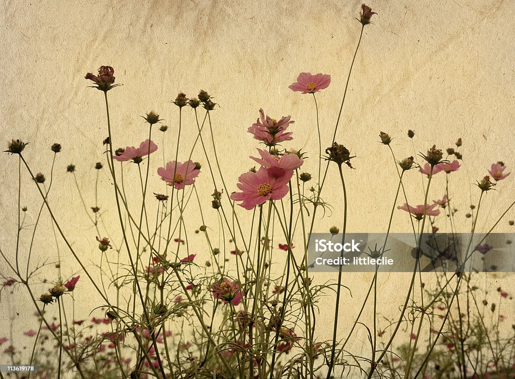 old flower paper  Color Image Stock Photo