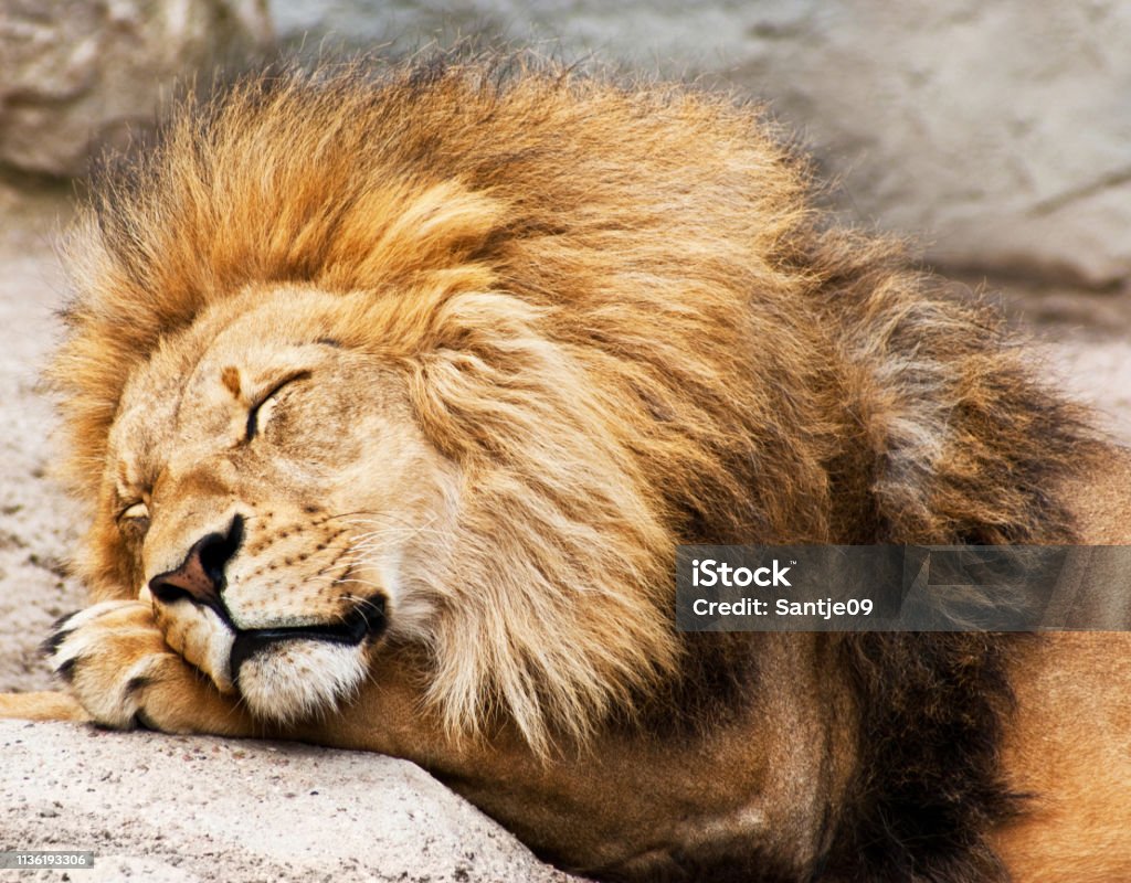 Sleeping lion close up Sleeping lion close up close up Lion - Feline Stock Photo