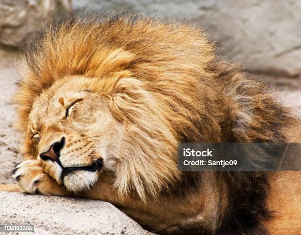 Sleeping Lion Close Up Stock Photo - Download Image Now - Lion - Feline, Sleeping, Tired