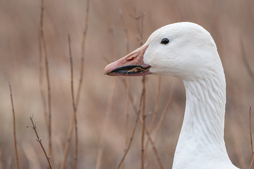 Close-up of snow goose (chen caerulescens), in field, Lancaster, Pennsylvania.
