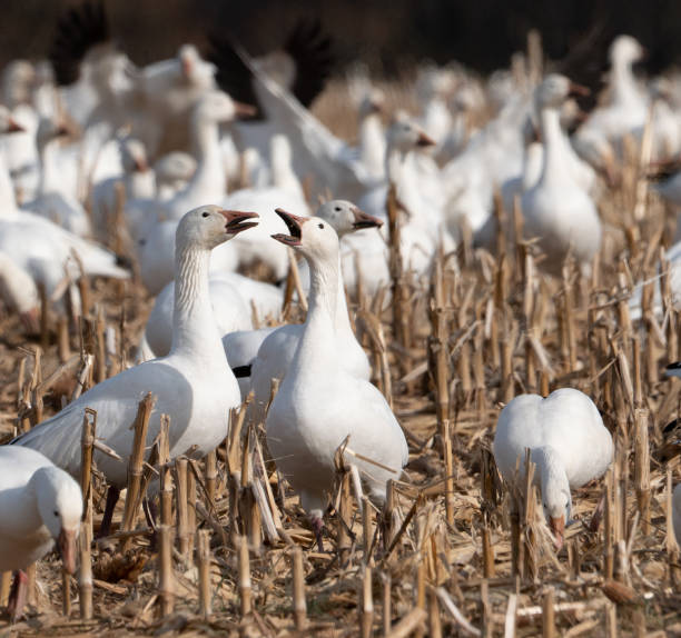 снежные гуси (chen caerulescens) в кукурузном поле, останавливаясь на миграции на север. - 2928 стоковые фото и изображения