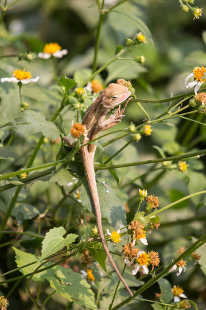 istock Brown Lizard with white mix yellow flower 1136194047