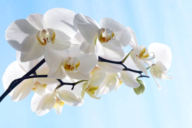 istock White Orchid Phalaenopsis Amabilis Flower Petal 1136194219