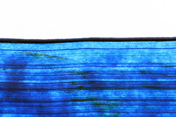 istock Blue Oil Paint on Canvas Brush Strokes Abstract 1136194410