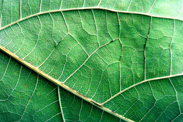istock Closeup Macro of a Green Avocado Leaf 1136194577