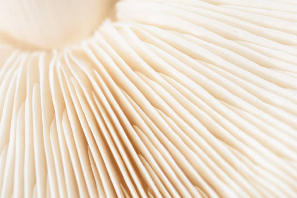 istock Macro Closeup of Mushroom Gills in White 1136194603