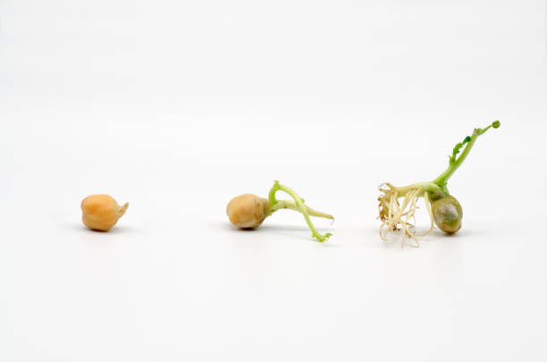 istock Growth and development of chickpea sprout on a white background 1136194661