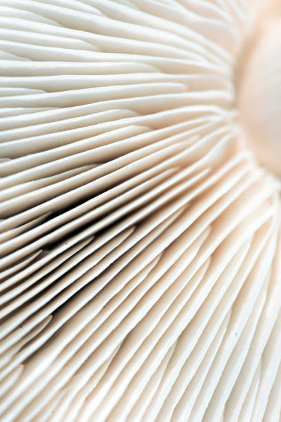 istock Macro Closeup of Mushroom Gills in White 1136194937