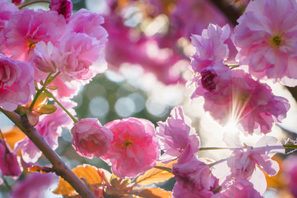 istock Spring blossom, sakura tree branch closeup, beautiful pink flowers on sun. 1136196161