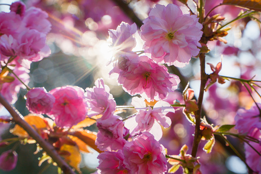 Spring blossom, sakura tree branch closeup, beautiful pink flowers on sun