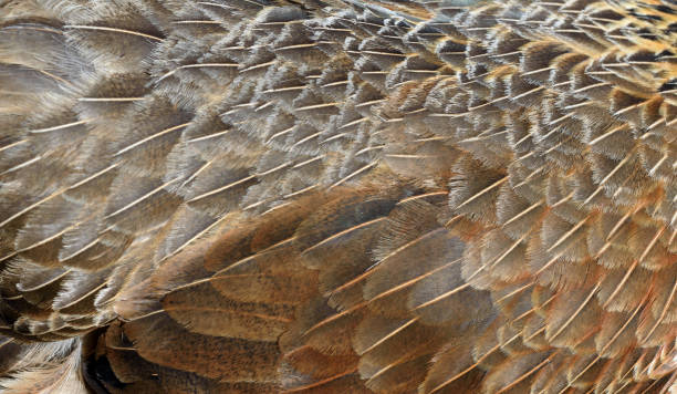 istock Closeup Macro of Chicken Feathers 1136196816