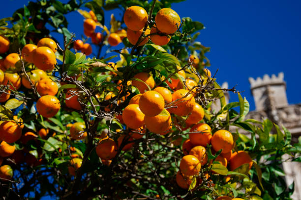 istock Colorful Orange tree on Valencia streets 1136198540