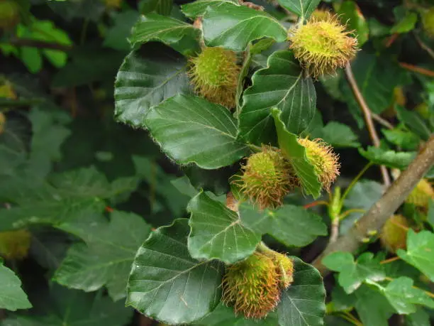 European beech, common beech, botanic name Fagus sylvatica, blossom of tree, close-up