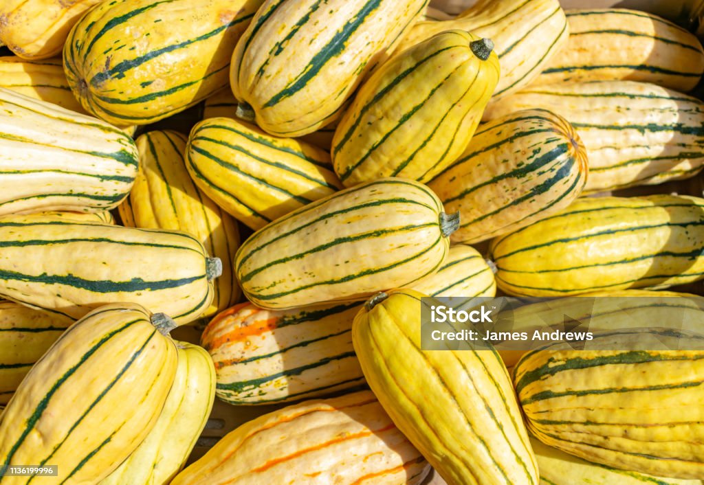 Delicata Squash in a Pile A group of harvested Delicata Squash Squash - Vegetable Stock Photo