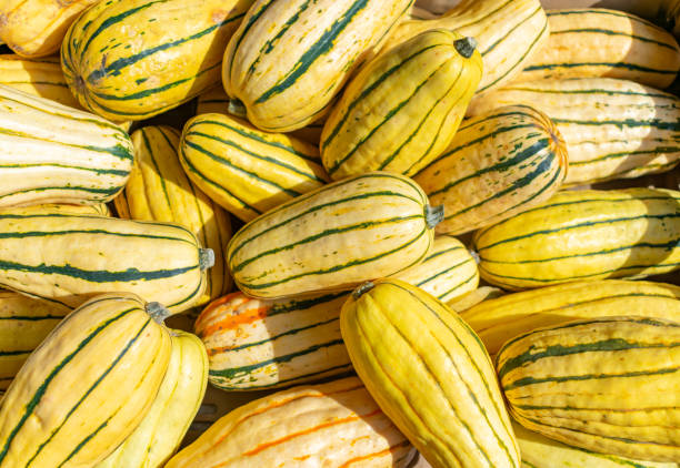 Delicata Squash in a Pile A group of harvested Delicata Squash squash vegetable stock pictures, royalty-free photos & images