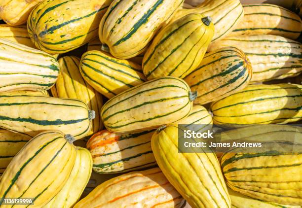 Delicata Squash In A Pile Stock Photo - Download Image Now - Squash - Vegetable, Agriculture, Autumn