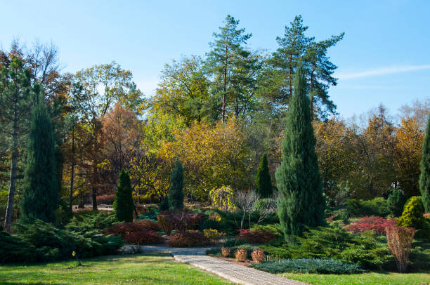 istock green cypress trees in autumn park 1136200267