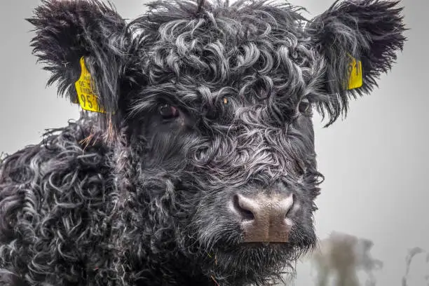 a small Galloway cow