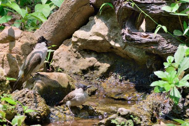 istock Sooty-headed Bulbul at Baan Maks Camp - II 1136200531