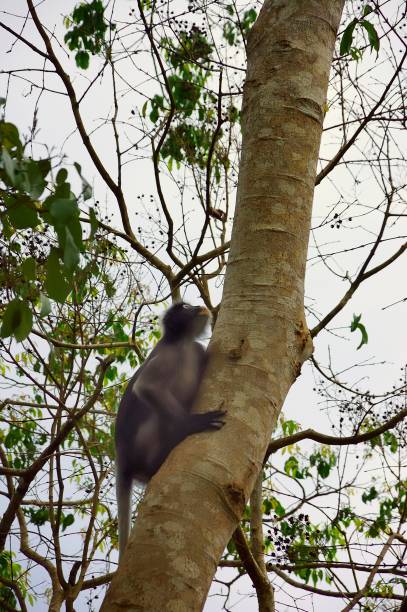 istock Spectacled Langur In Thailand - VII 1136200665