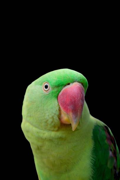 istock Captive Alexandrine Parakeet Thailand on Black 1136201765