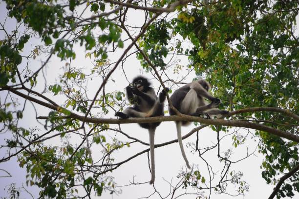 istock Spectacled Langur In Thailand - VI 1136201859