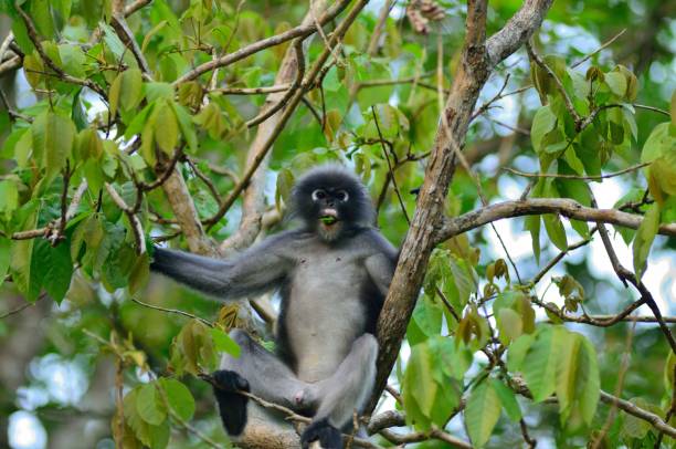 istock Spectacled Langur In Thailand - IV 1136202038