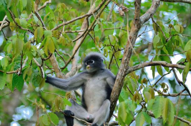 istock Spectacled Langur In Thailand - III 1136202415
