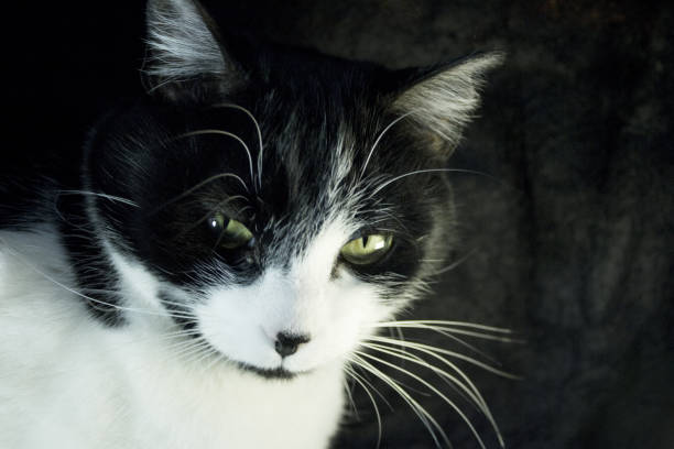 고양이 면역 결핍이 있는 흑백 묘 - immunodeficiency 뉴스 사진 이미지