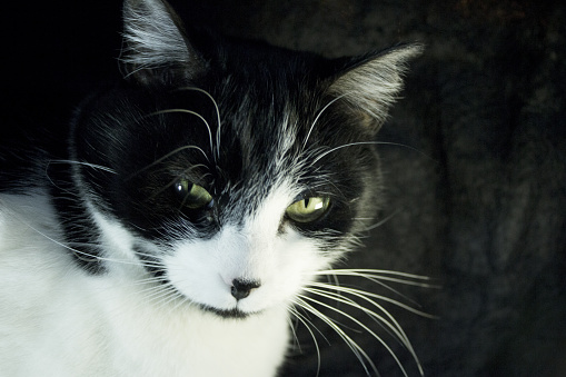Black and white cat with feline immunodeficiency