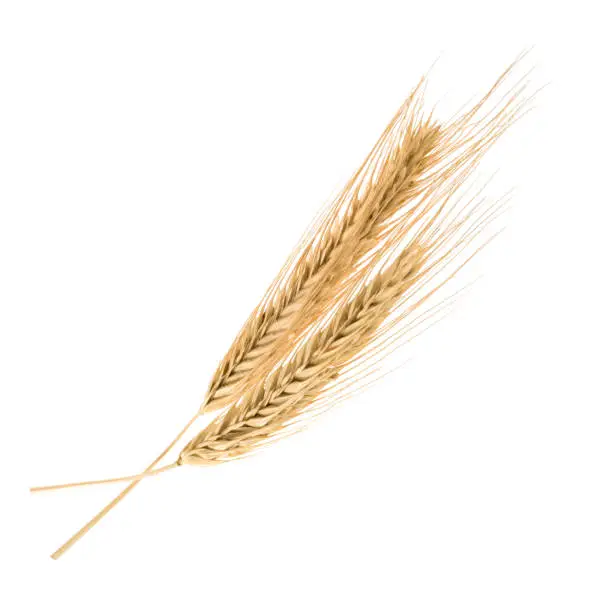 Photo of rye isolated on a white without shadow