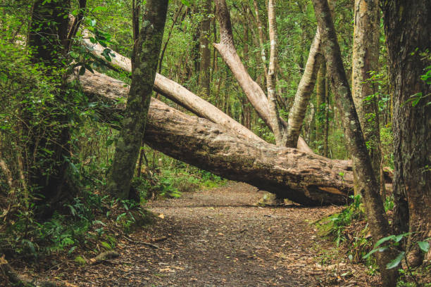 istock fallen tree on a walking path in New Zealand 1136203494