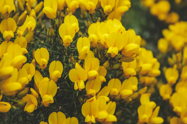 istock Common gorse (Ulex europaeus) in New Zealand 1136203748