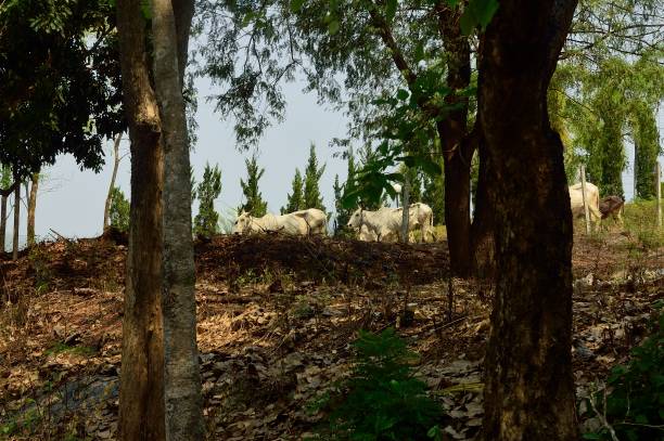 istock Chiang Dao National Park Dairy Cattle 1136204027