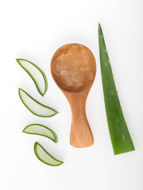 istock Aloe vera plant on white background top view 1136205398
