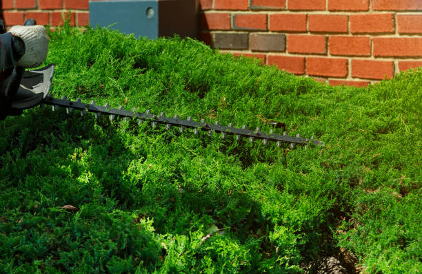 istock Gardener cuts a hedge with a hedge trimmer 1136205561