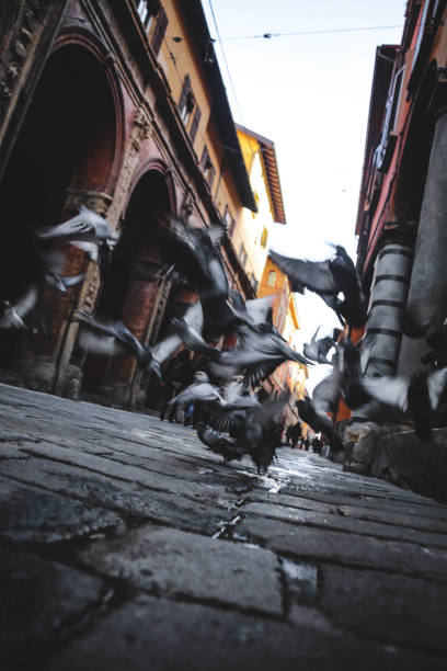 istock Flying pigeons in Bologna (motion blur) 1136205646