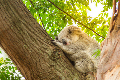 Wild Koala Sleeping On Eucaliptus Tree in Australia
