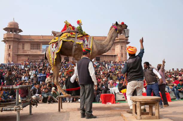 인도 라자 스 탄 축제에서 낙 타 춤 - pushkar camel fair 뉴스 사진 이미지